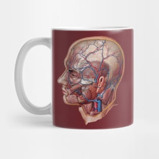 Frank Netter's Superficial Arteries and Veins of Face and Scalp Mug